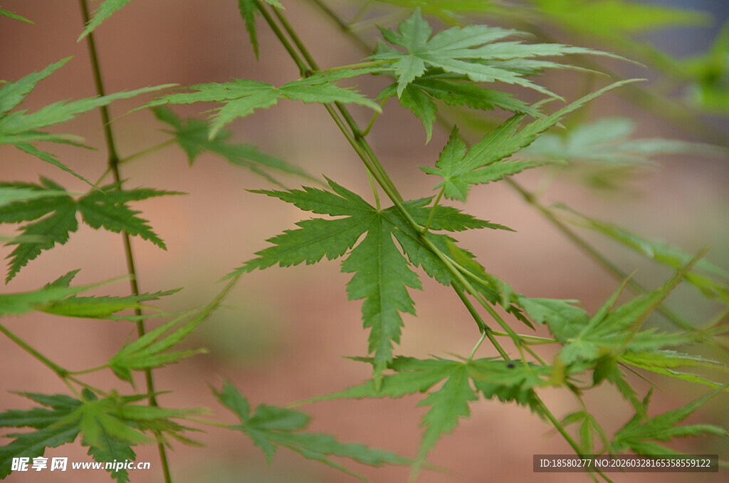 嫩绿枫叶枝特写