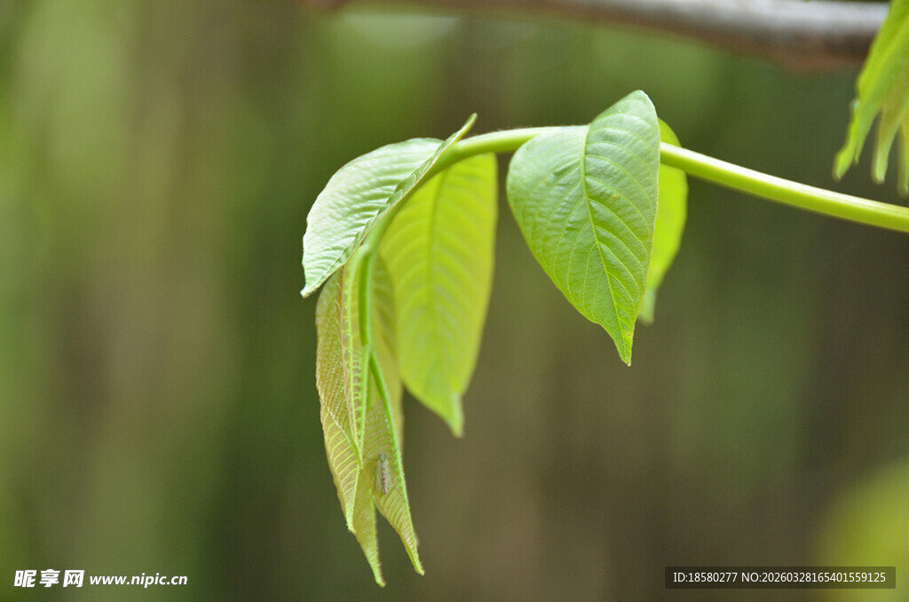 嫩绿新叶挂枝头