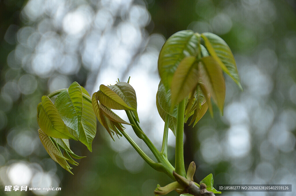 嫩绿新叶初绽枝头