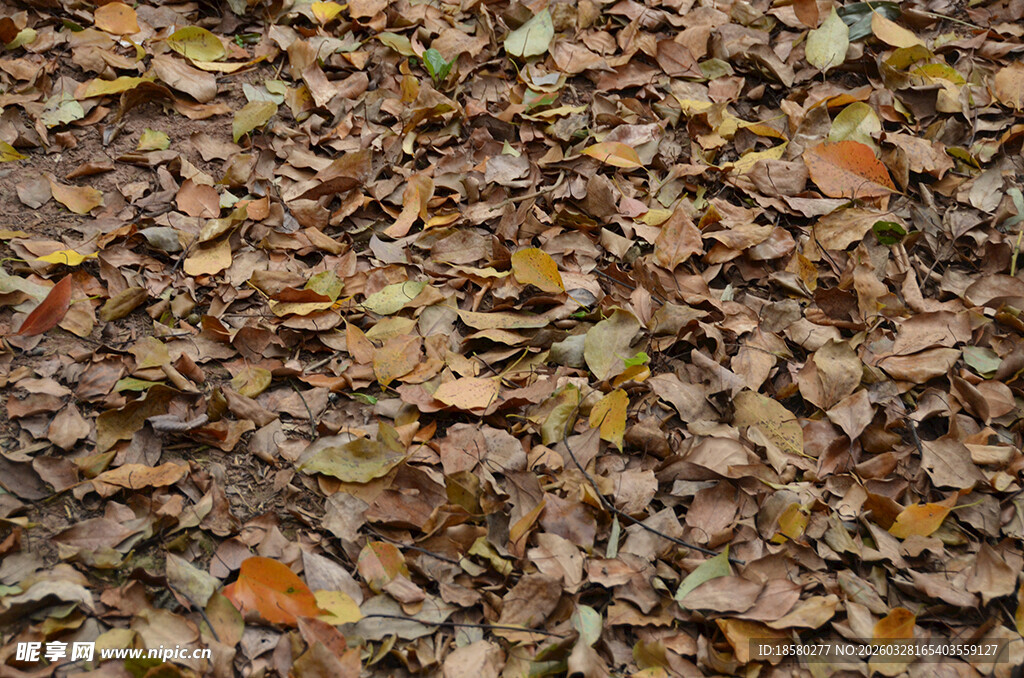 地面上的缤纷落叶