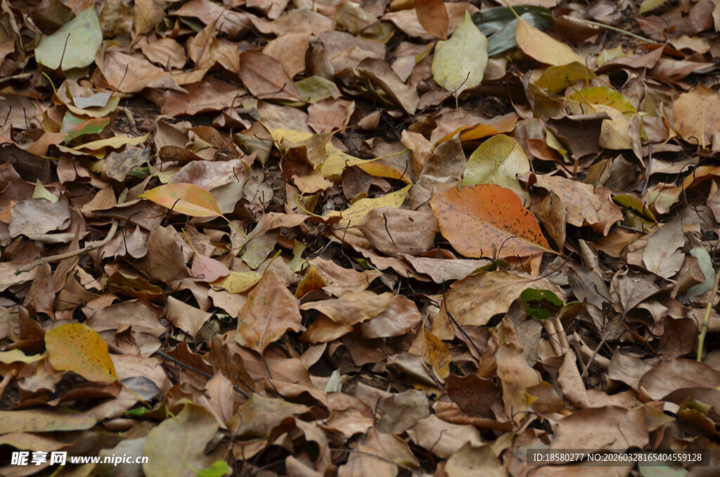 地面上的缤纷落叶