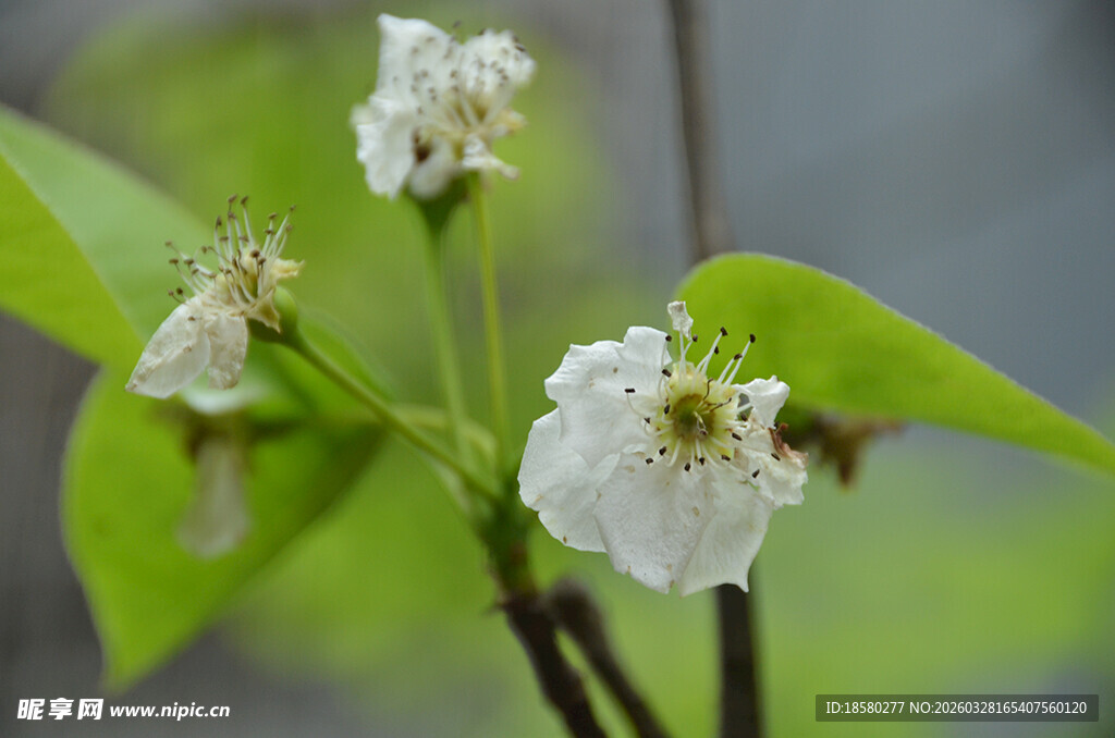 枝头绽放的洁白梨花小花