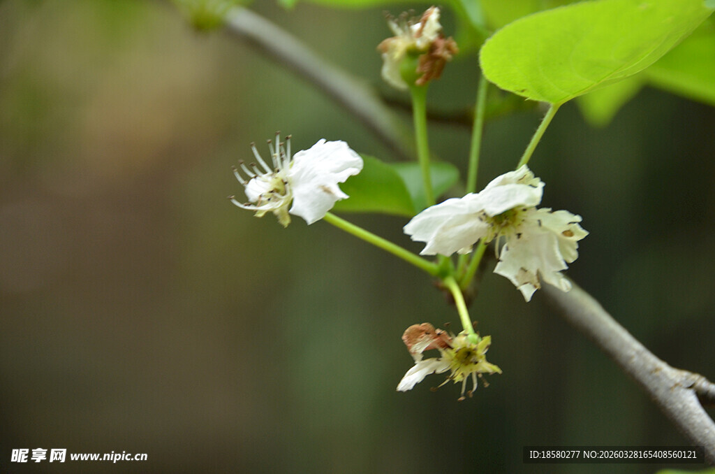 枝头绽放的白色梨花小花