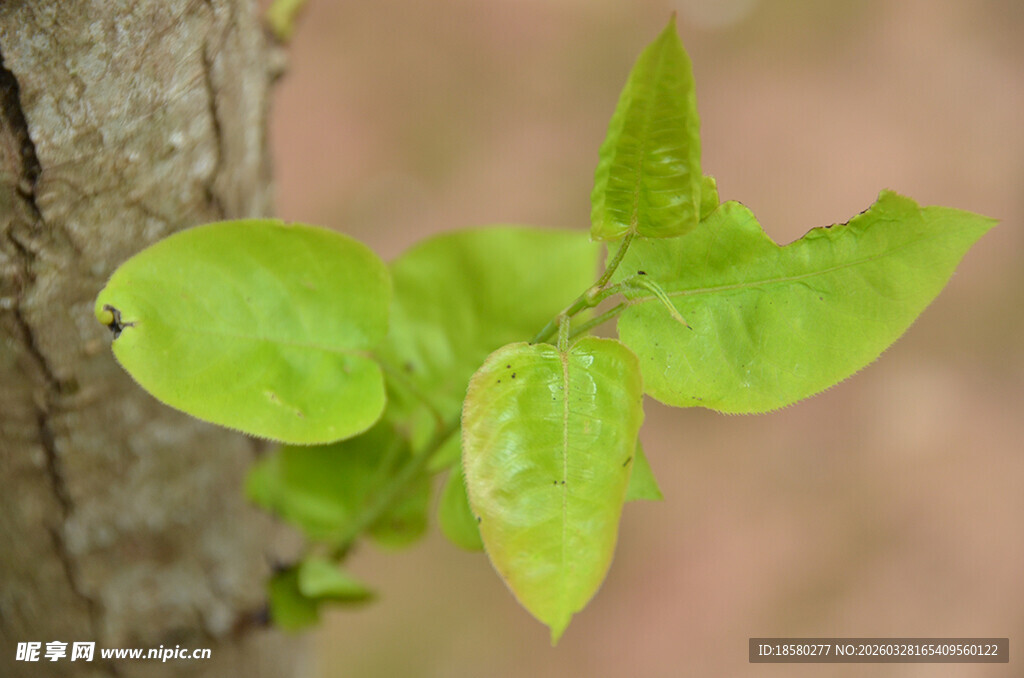 树干旁新生的嫩绿叶片