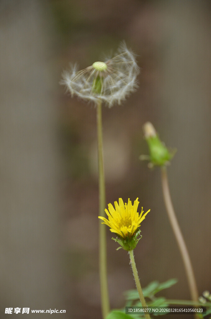 蒲公英与黄花的自然景致