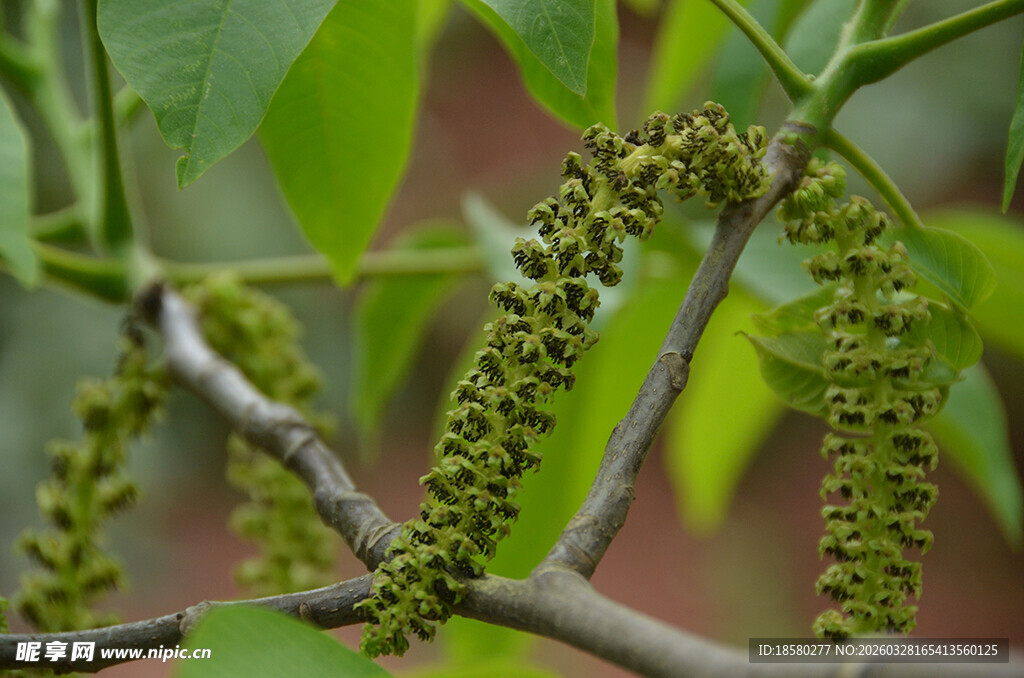 树枝上的绿色穗状植物