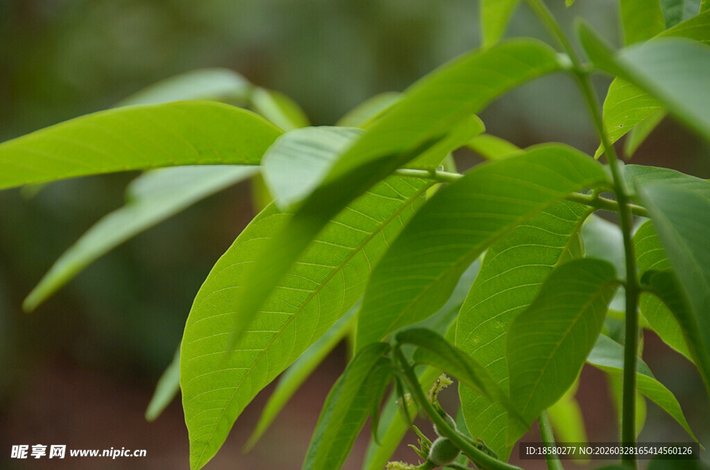 嫩绿叶片特写