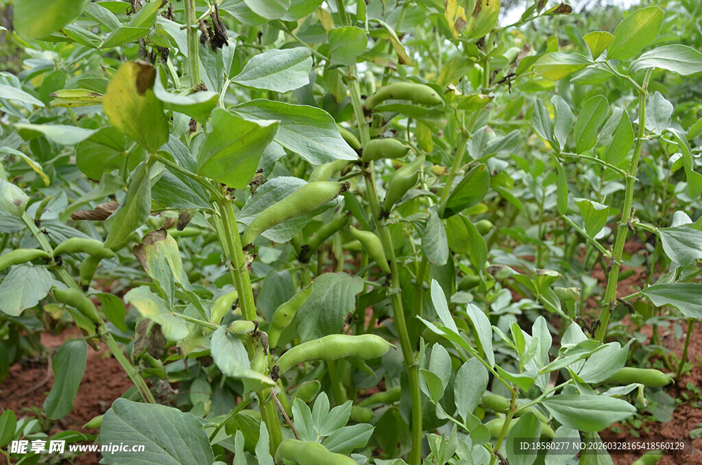田间生长的绿色胡豆植株