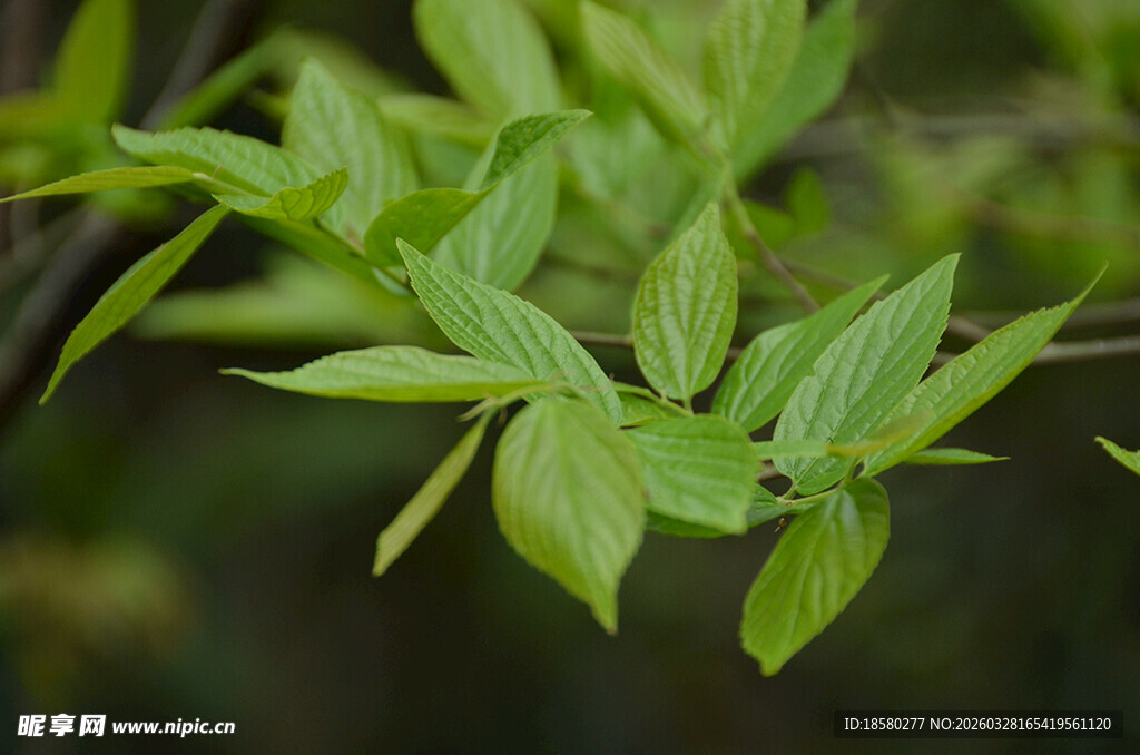 嫩绿新叶生机盎然
