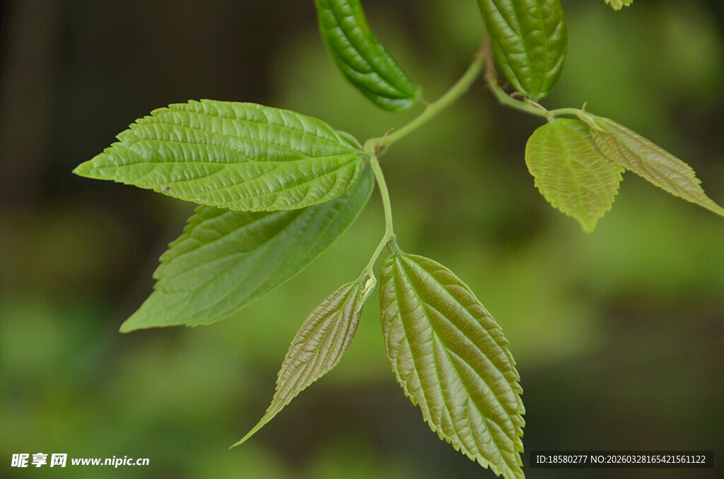 嫩绿新叶展现自然生机