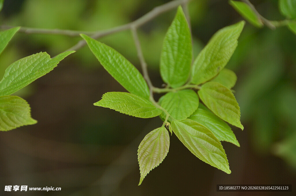 嫩绿枝叶特写
