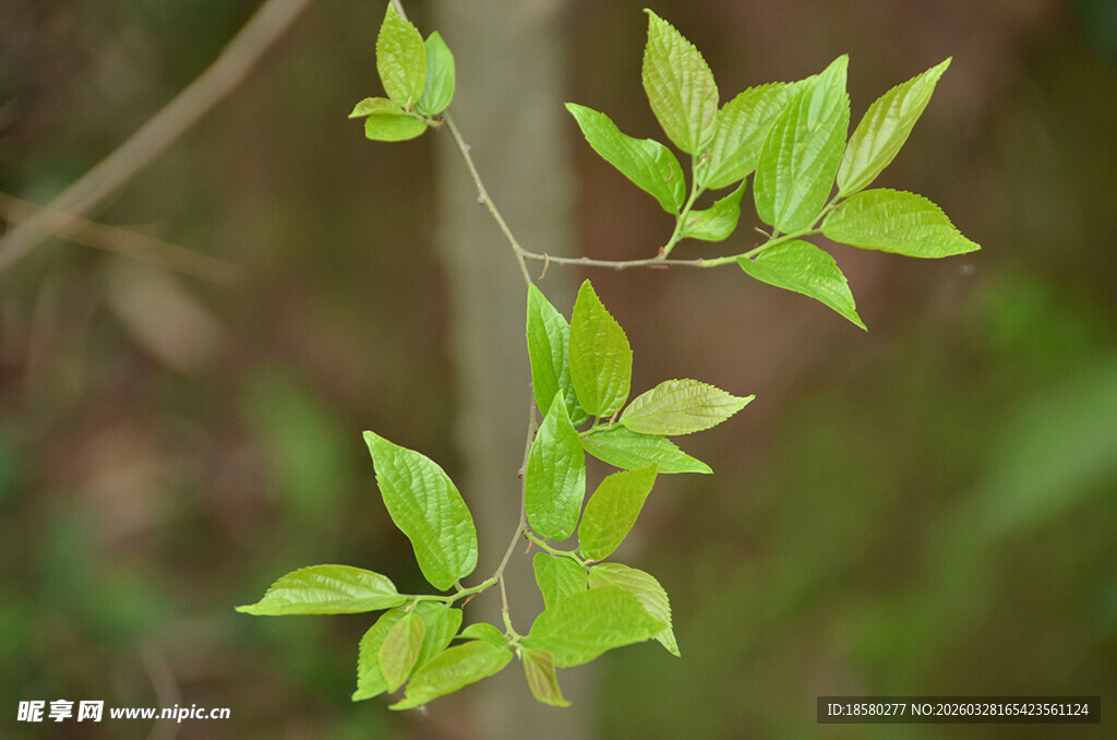 嫩绿枝叶展现盎然生机