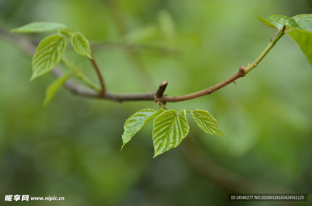 嫩绿新叶的柔细树枝