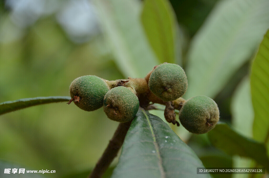 枝头青果待熟的美丽景致