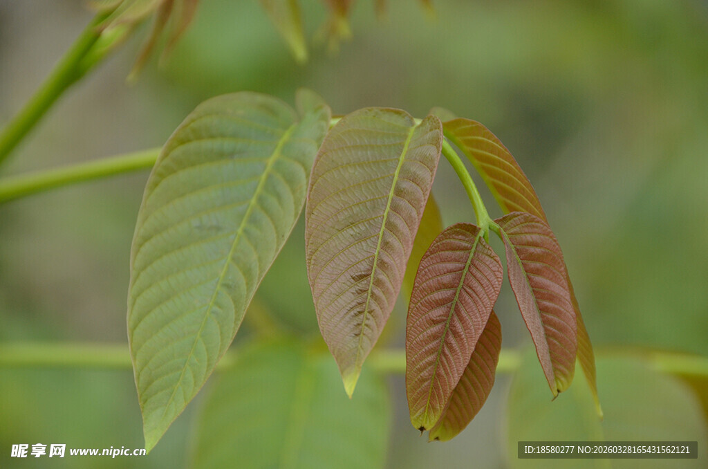 嫩绿棕边的新鲜羽状叶片