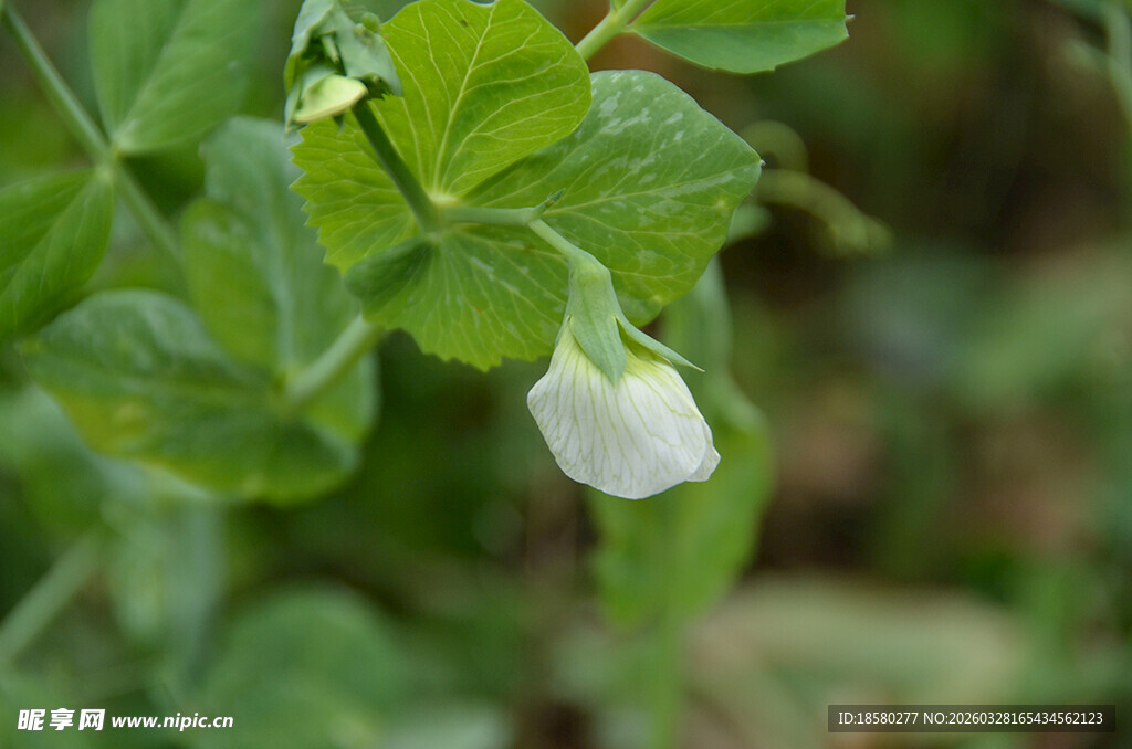 白色铃状花绽放绿叶间
