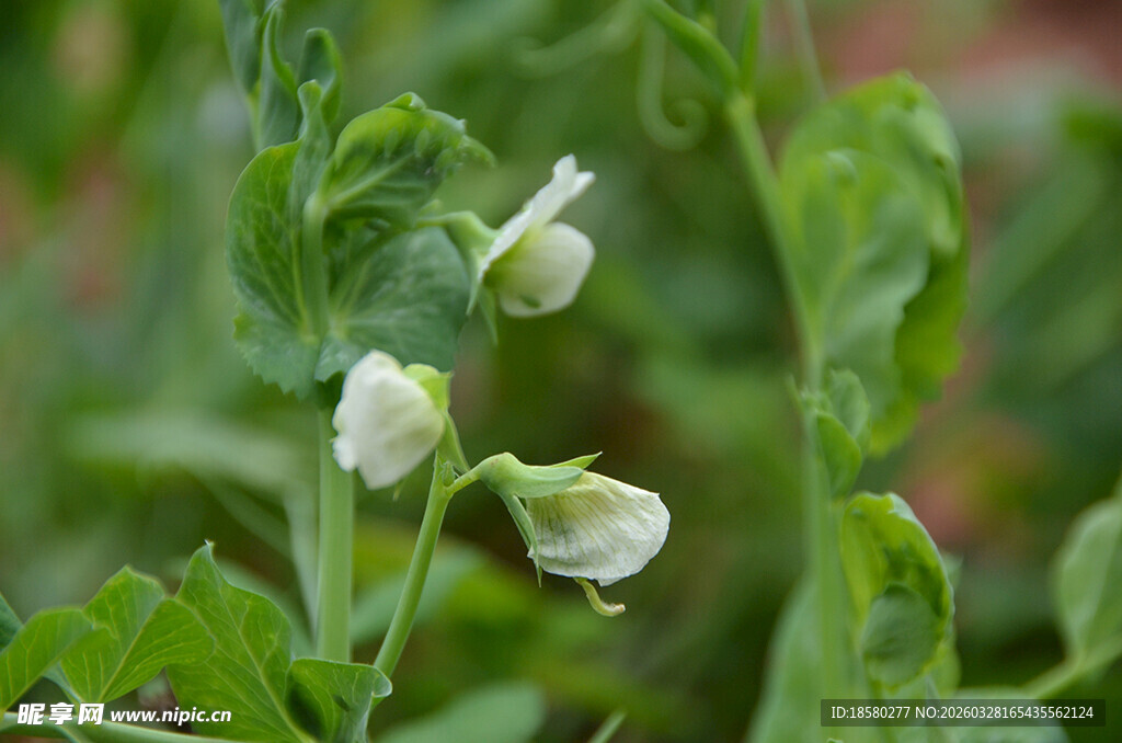 田间绽放的鲜嫩豌豆花