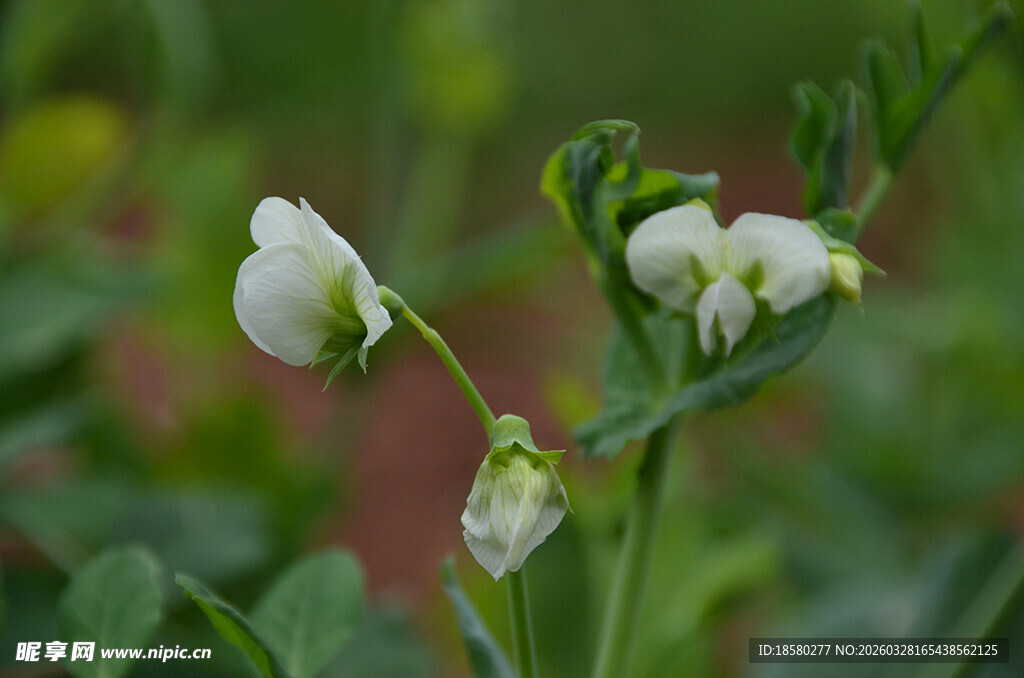 白色豌豆花绽放