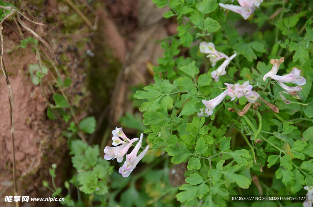 溪边绽放的紫色小花
