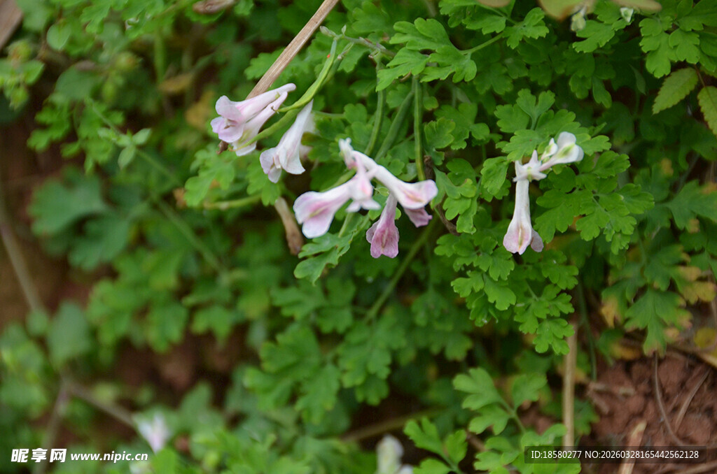 紫堇野花紫色小花绽放于绿叶间