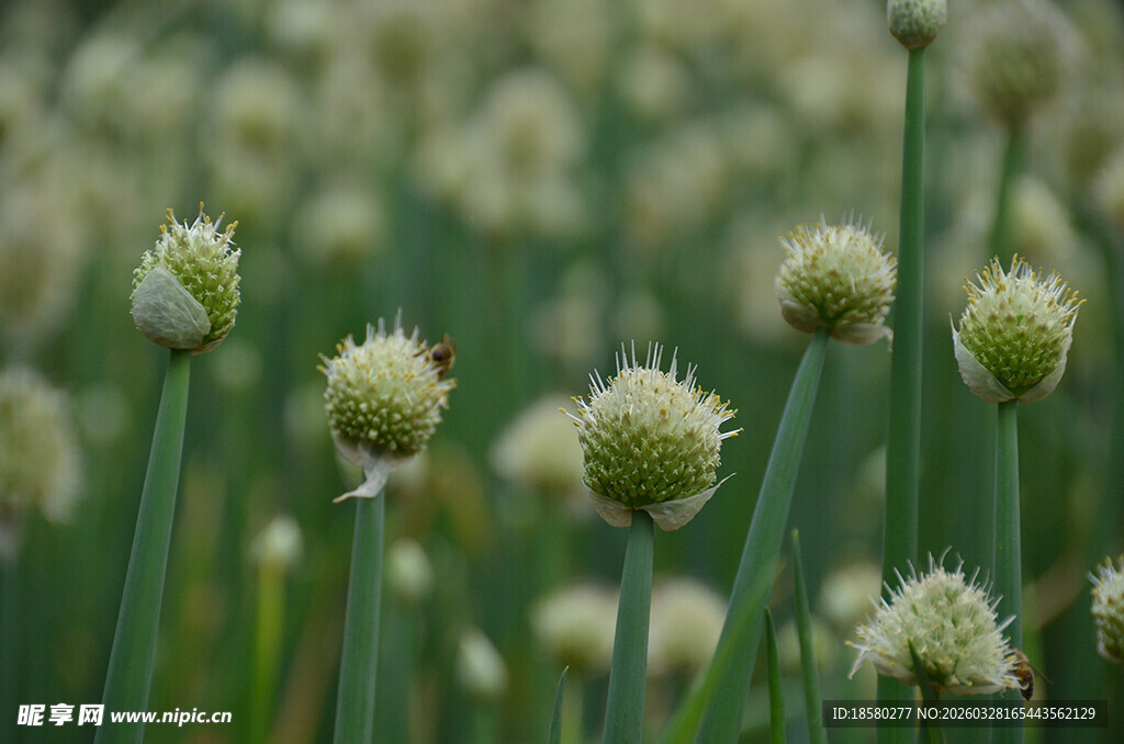 葱花花海清新自然景致