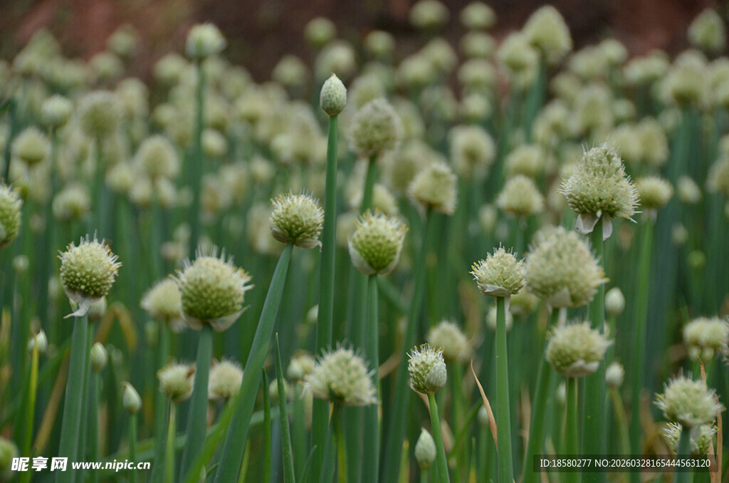 葱属花卉清新绿意绽放