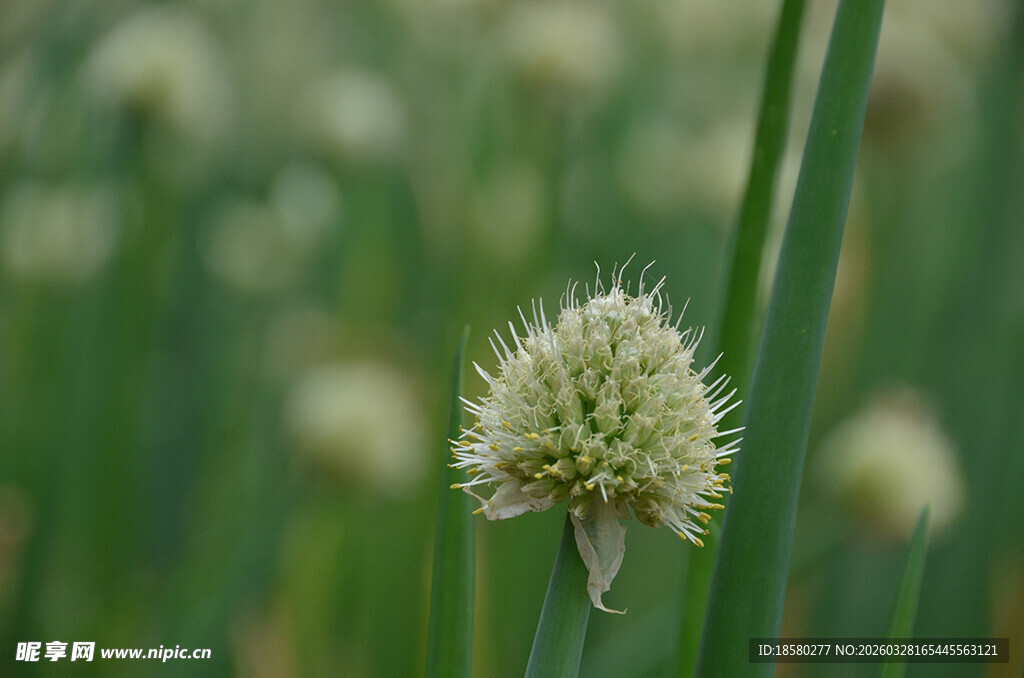 葱属植物特写