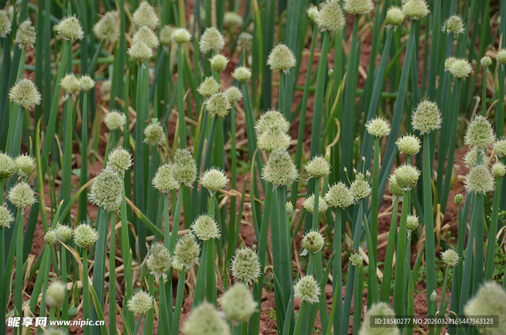 葱花花海