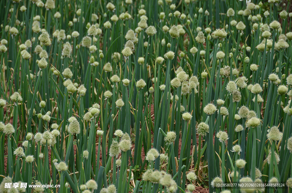 白色花海清新自然景致