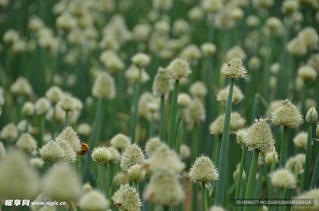 葱葱花海清新田园景致