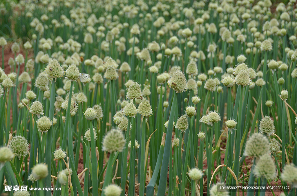 葱兰花海清新自然景致