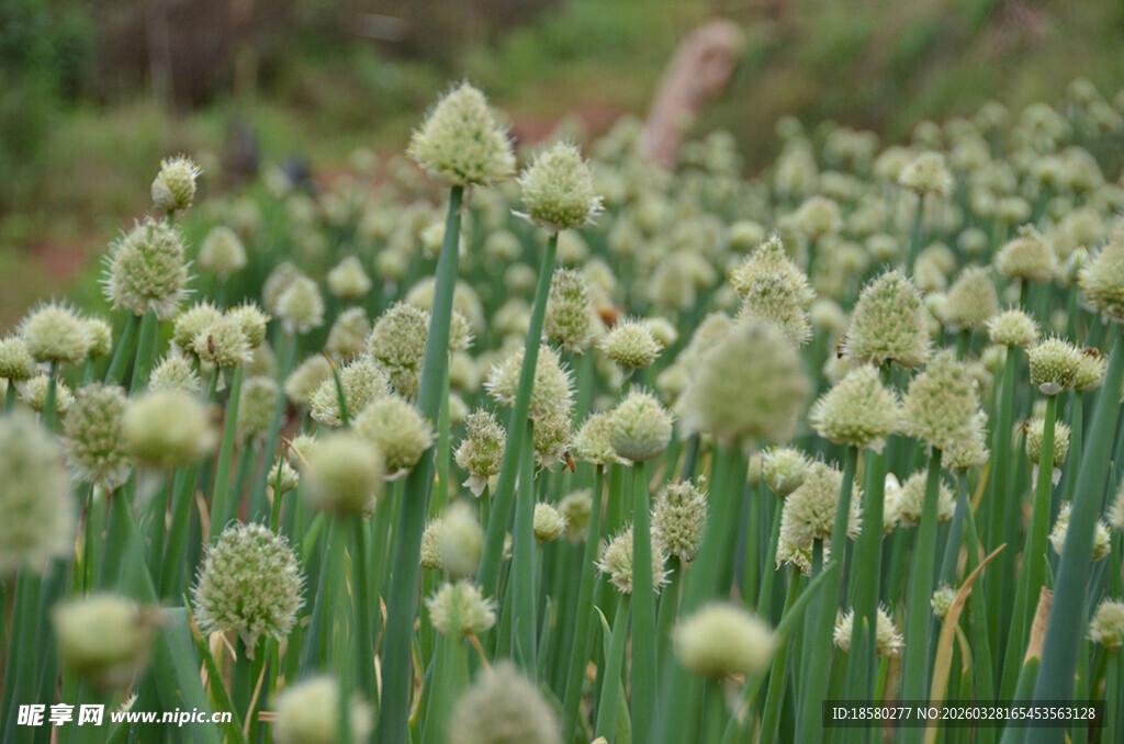 葱属花卉繁茂景象