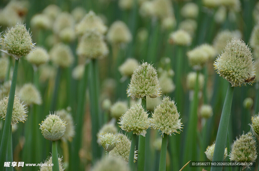 葱属花卉繁茂的美丽景象