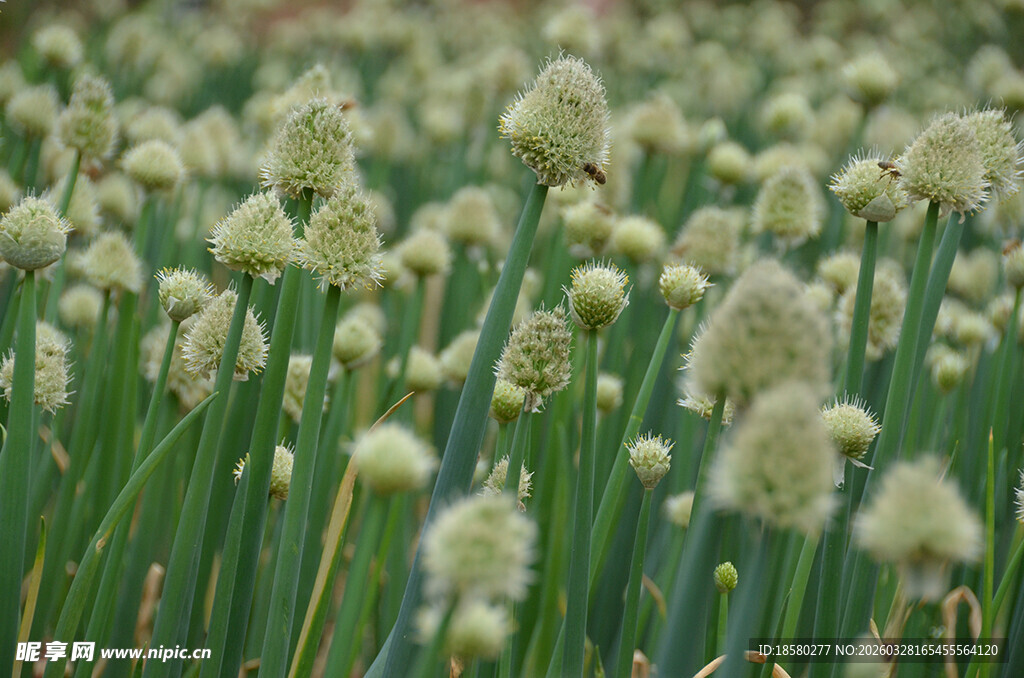 白色葱属花卉绽放美景