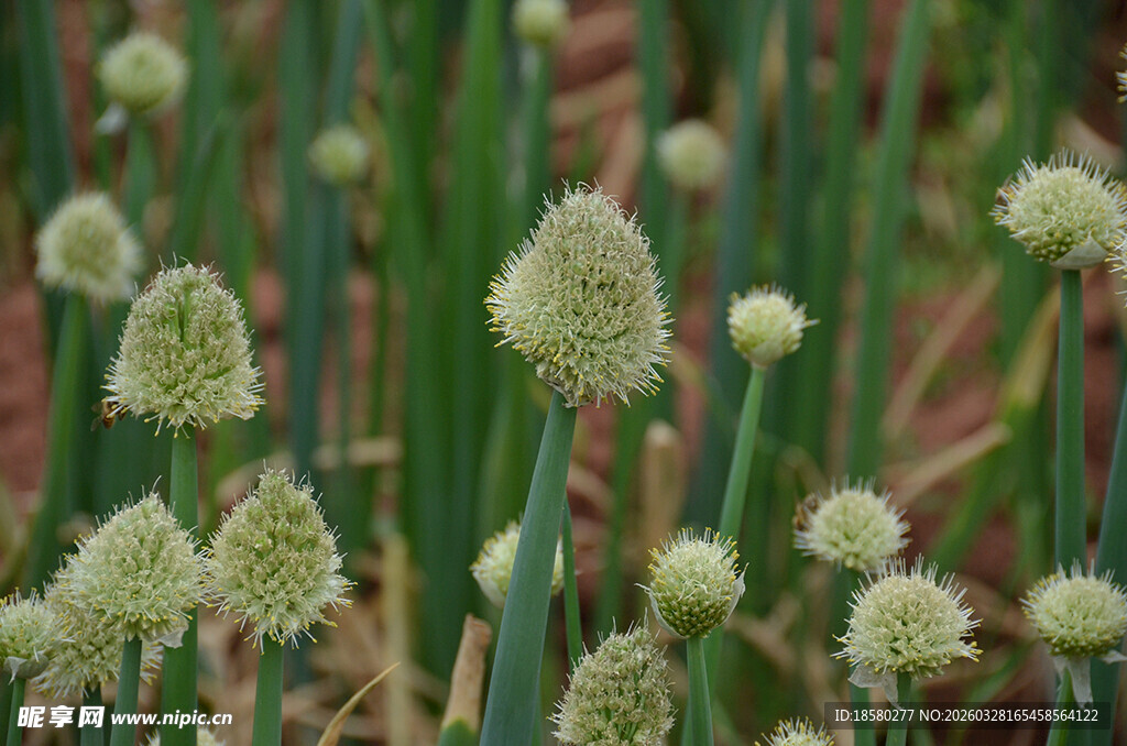 葱属植物的清新花簇