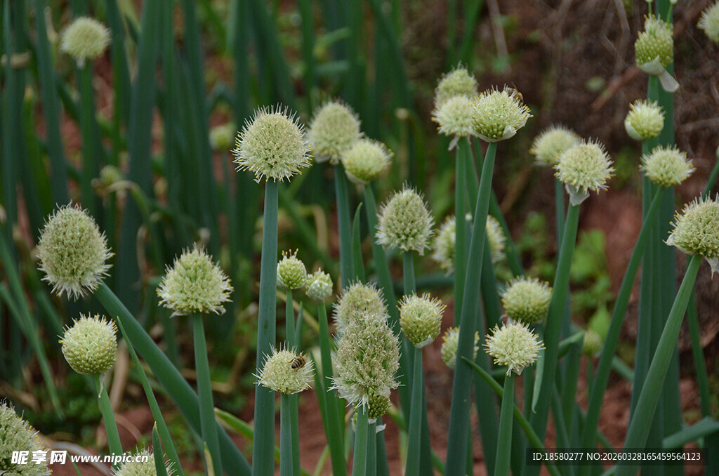 葱属花卉绽放于绿意间