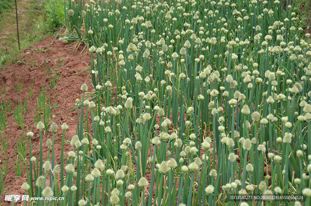 葱郁葱花绽放清新之美