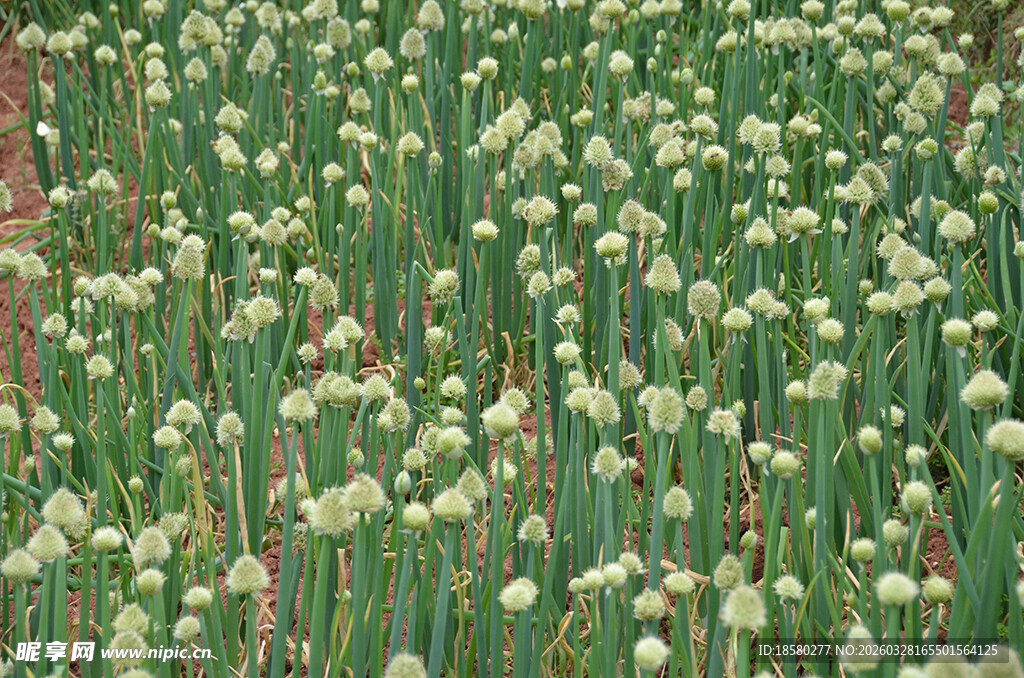 葱田绿意浓葱株花簇簇