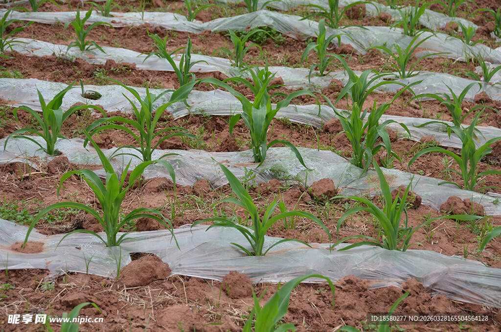 地膜覆盖下的嫩绿幼苗