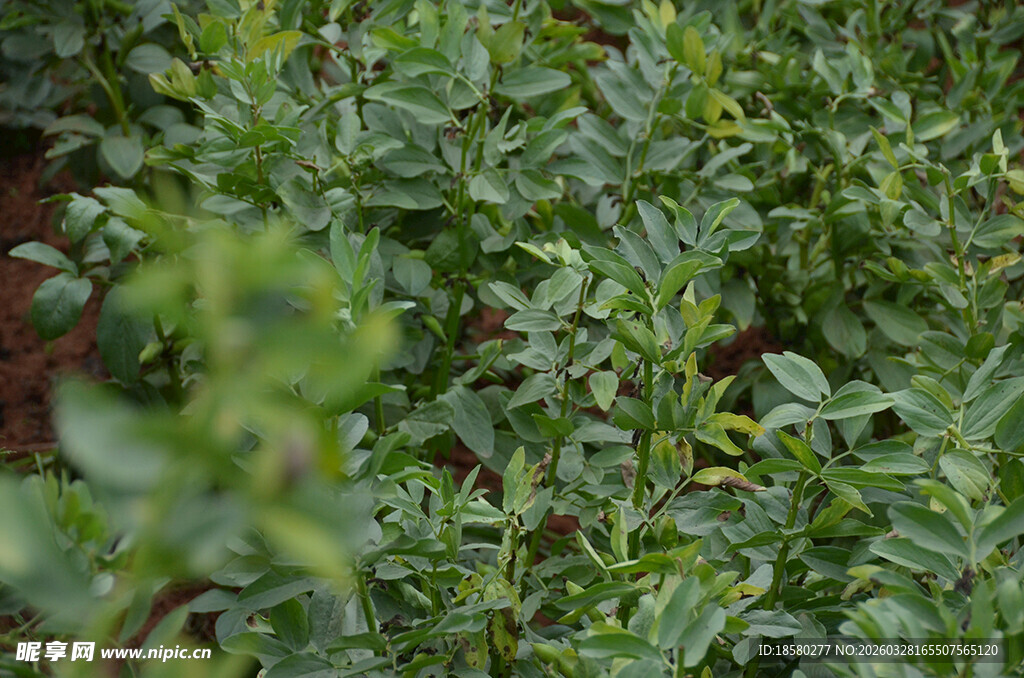 绿意盎然的植物景观