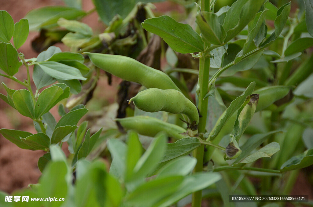 田间生长的鲜嫩绿色豆角