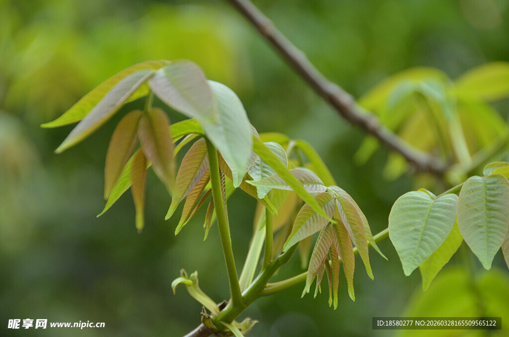 嫩绿枝叶展现自然生机
