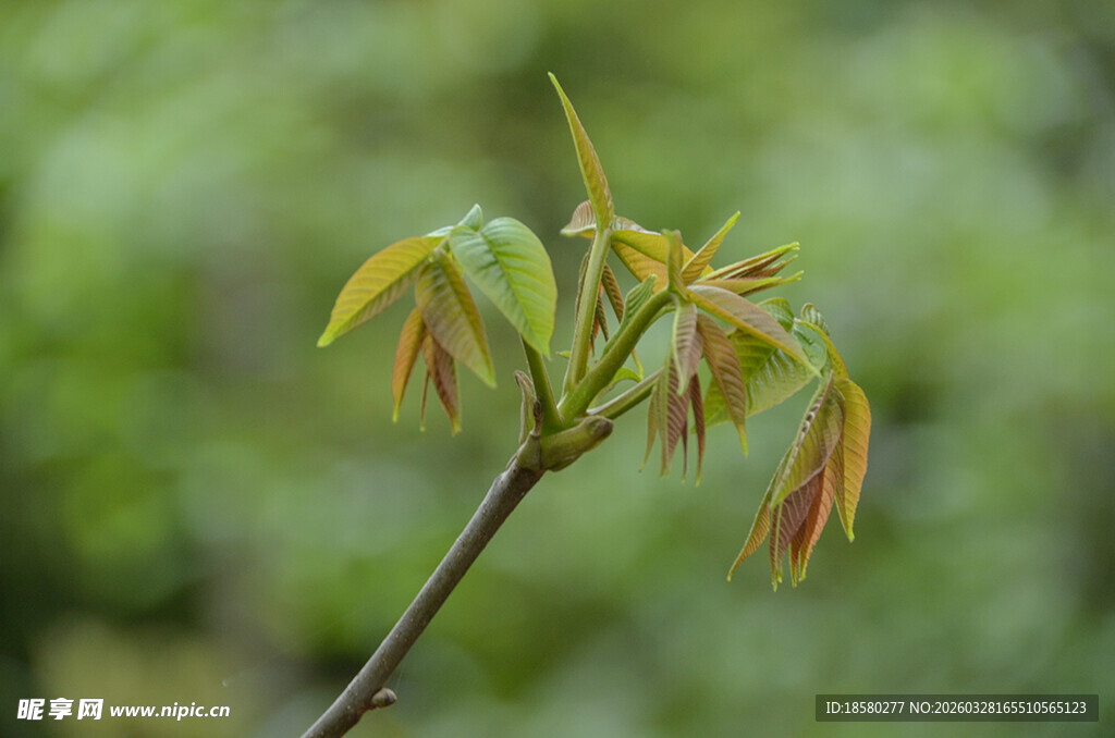 嫩绿新枝展生机