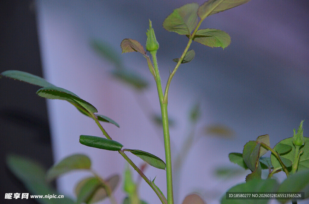 嫩绿植物枝叶特写
