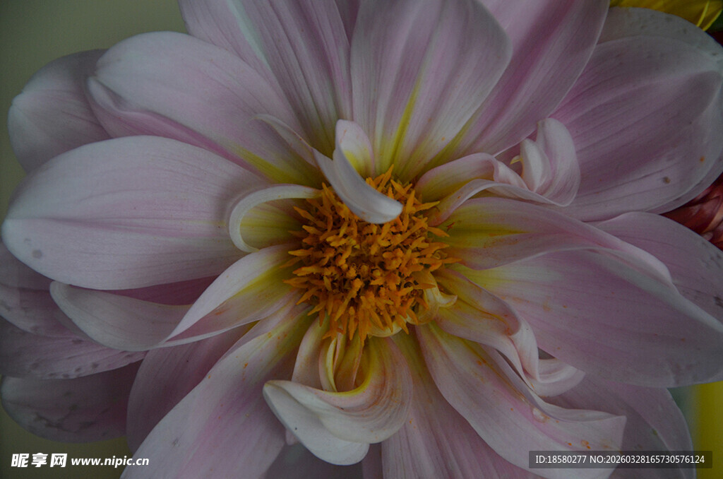 柔美大丽花特写