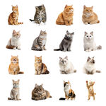 多样猫咪可爱姿态合集