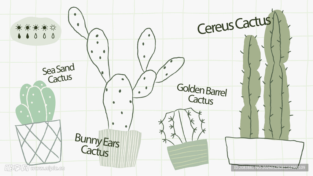 手绘多肉仙人掌植物插画