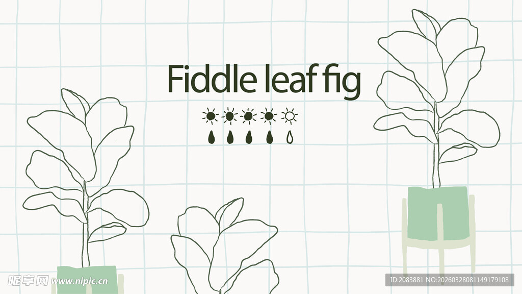 简约风琴叶榕植物插画