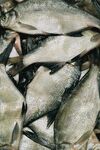 一堆鲜鱼