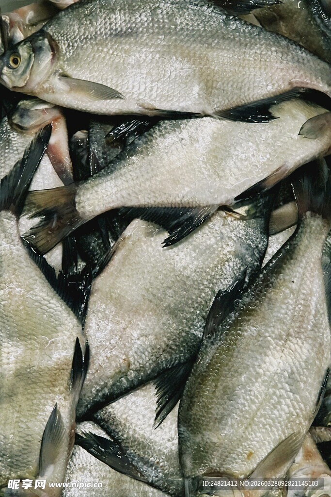 一堆鲜鱼